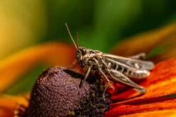 How to Protect Your Home from Summer Pests by US Region