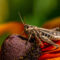 How to Protect Your Home from Summer Pests by US Region