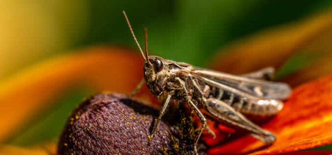 How to Protect Your Home from Summer Pests by US Region