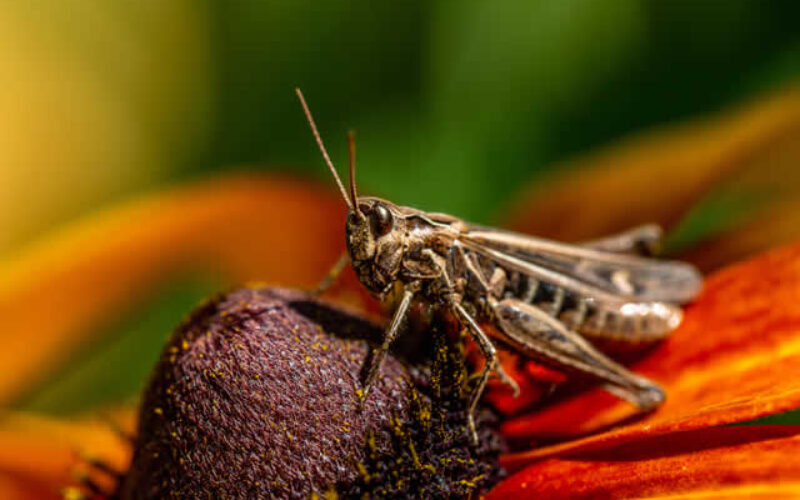 How to Protect Your Home from Summer Pests by US Region