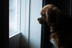 Home Alone: The Indoor Dog Setup Guide for Long Days