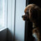 Home Alone: The Indoor Dog Setup Guide for Long Days