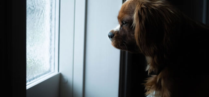 Home Alone: The Indoor Dog Setup Guide for Long Days