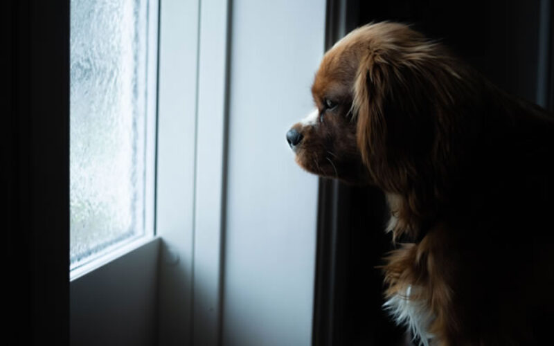 Home Alone: The Indoor Dog Setup Guide for Long Days