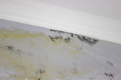 Mold After Water Damage: How Fast It Grows and Why Timing Matters