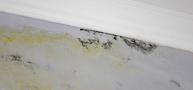 Mold After Water Damage: How Fast It Grows and Why Timing Matters