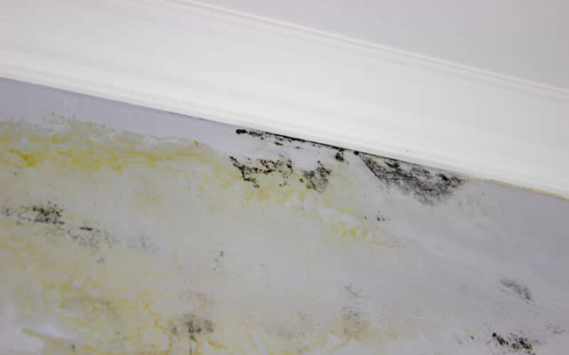 Mold After Water Damage: How Fast It Grows and Why Timing Matters