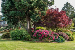 Summer Is Your Best Window for a Smart Tree Evaluation