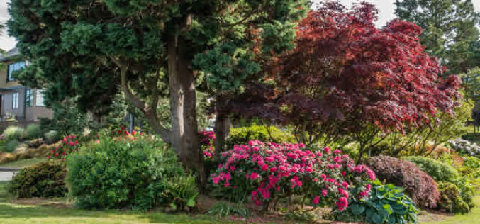 Summer Is Your Best Window for a Smart Tree Evaluation