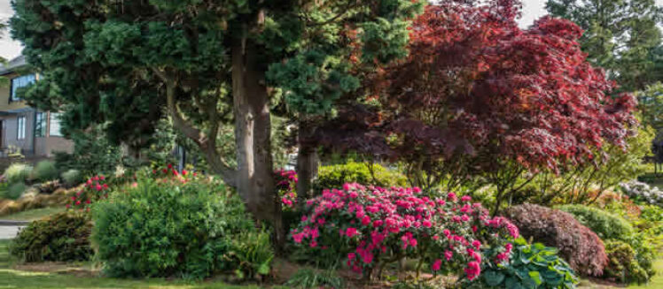 Summer Is Your Best Window for a Smart Tree Evaluation