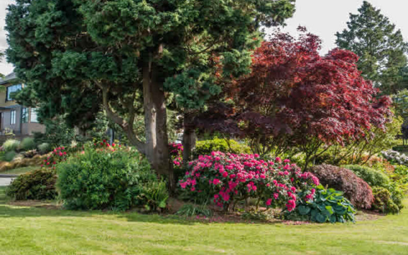 Summer Is Your Best Window for a Smart Tree Evaluation