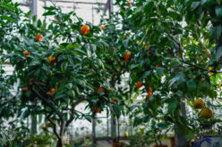 Trees That Thrive in an All-Season Sunroom