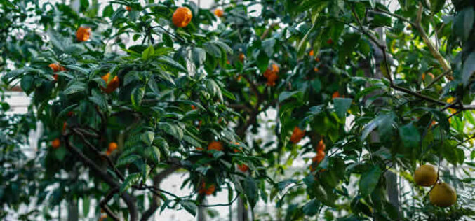Trees That Thrive in an All-Season Sunroom