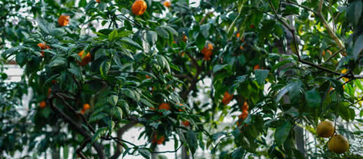 Trees That Thrive in an All-Season Sunroom