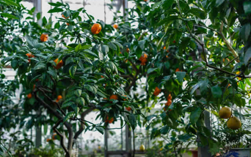 Trees That Thrive in an All-Season Sunroom