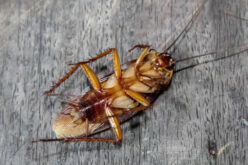 How To Build A Pest-Resistant Home: A Room-By-Room Prevention Plan