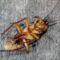 How To Build A Pest-Resistant Home: A Room-By-Room Prevention Plan