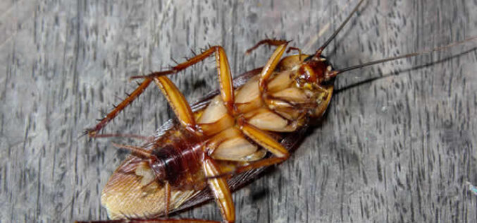 How To Build A Pest-Resistant Home: A Room-By-Room Prevention Plan
