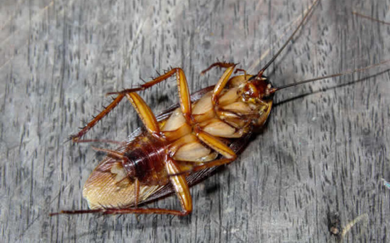 How To Build A Pest-Resistant Home: A Room-By-Room Prevention Plan