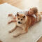 The Best Rugs for Homes with Kids and Pets