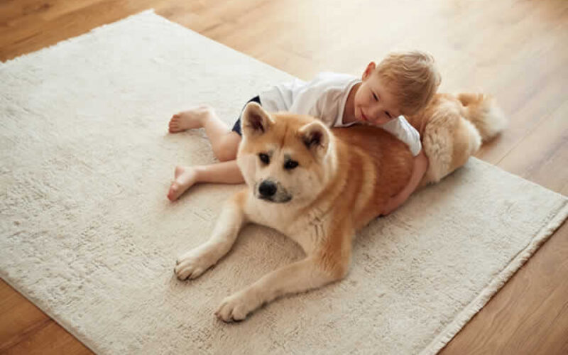 The Best Rugs for Homes with Kids and Pets