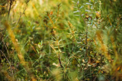 The Role of Native Plants in Modern Landscaping