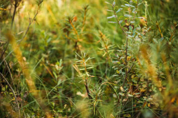 The Role of Native Plants in Modern Landscaping