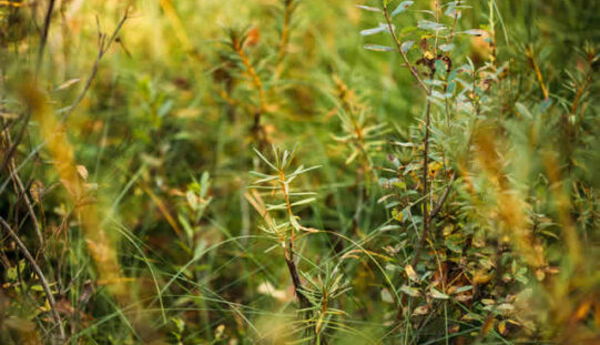 The Role of Native Plants in Modern Landscaping