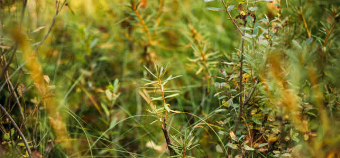The Role of Native Plants in Modern Landscaping