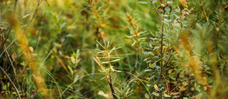 The Role of Native Plants in Modern Landscaping