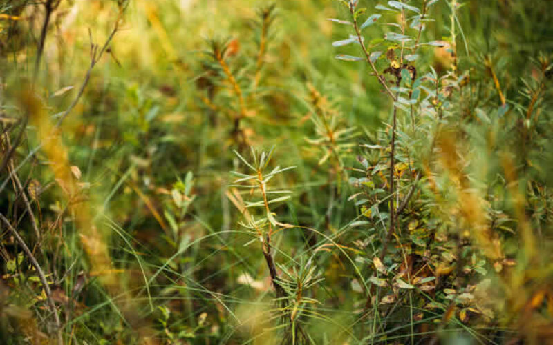 The Role of Native Plants in Modern Landscaping