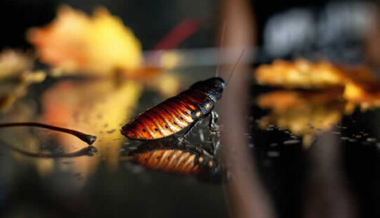 Handling Bugs in Your Home for Good