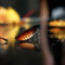 Handling Bugs in Your Home for Good