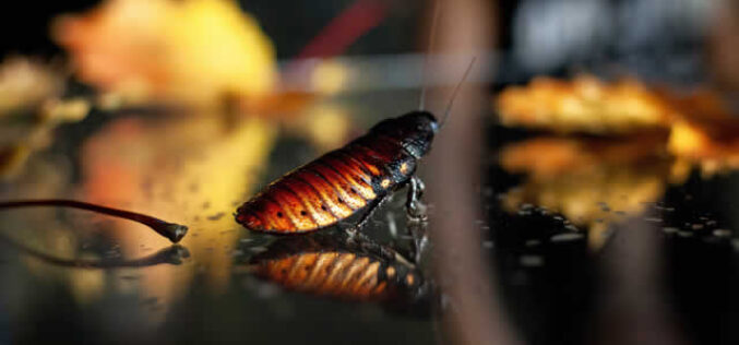 Handling Bugs in Your Home for Good