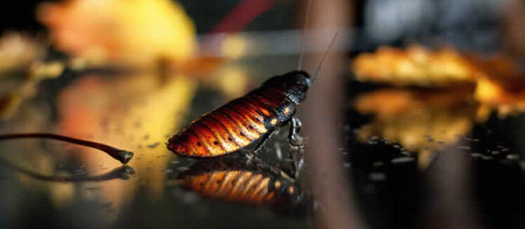 Handling Bugs in Your Home for Good