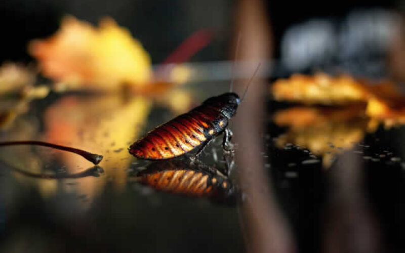 Handling Bugs in Your Home for Good