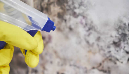 Why a Professional Is Needed to Combat Mold