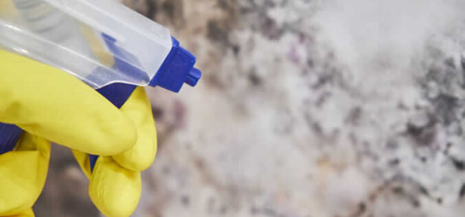 Why a Professional Is Needed to Combat Mold