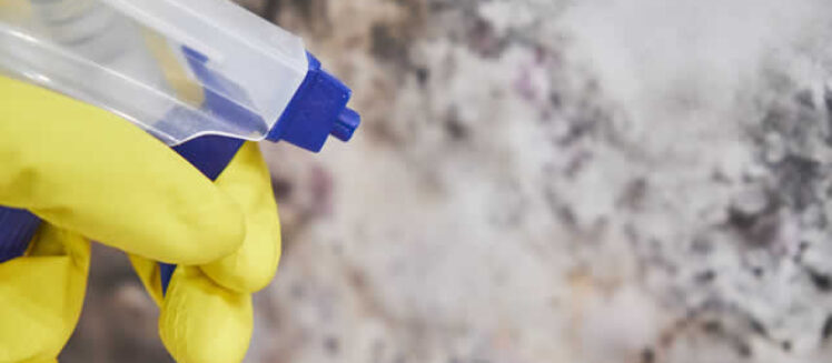 Why a Professional Is Needed to Combat Mold