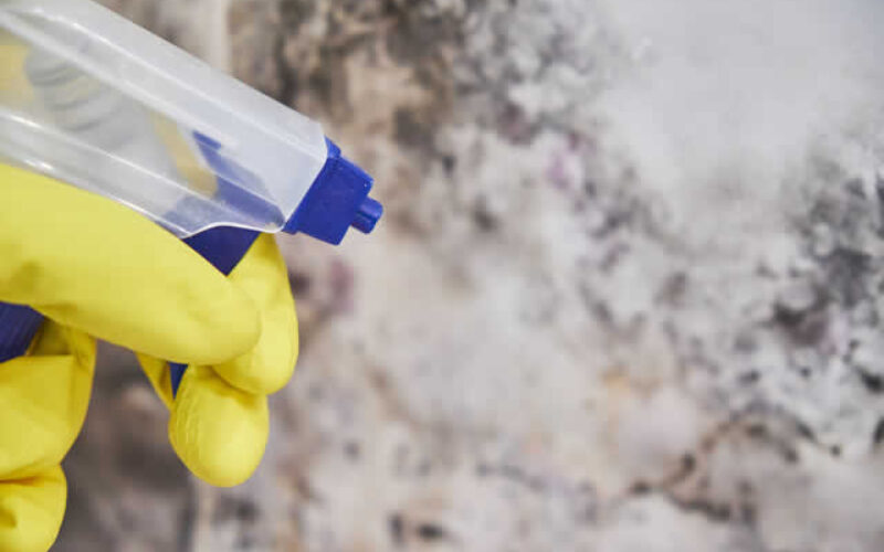 Why a Professional Is Needed to Combat Mold
