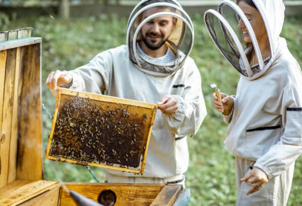 What You Need to Know About Keeping Bees at Your Home