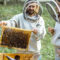 What You Need to Know About Keeping Bees at Your Home
