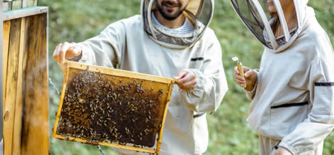 What You Need to Know About Keeping Bees at Your Home