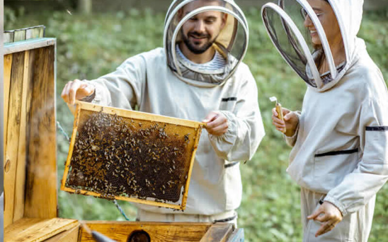 What You Need to Know About Keeping Bees at Your Home