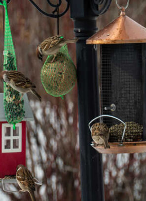 Creating A Backyard Winter Habitat For Birds And Wildlife