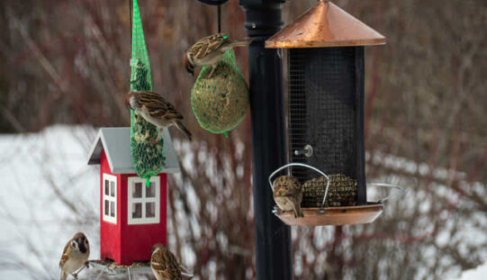 Creating A Backyard Winter Habitat For Birds And Wildlife