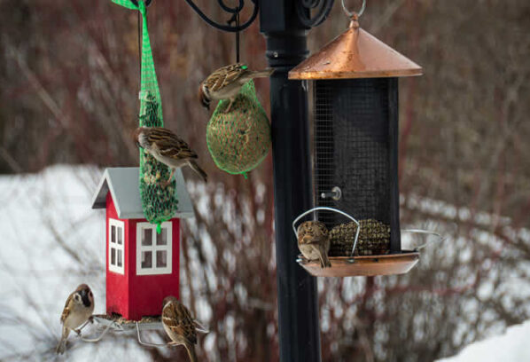 Creating A Backyard Winter Habitat For Birds And Wildlife
