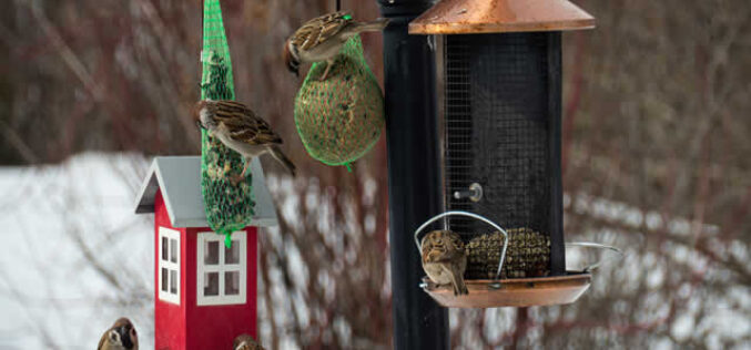 Creating A Backyard Winter Habitat For Birds And Wildlife
