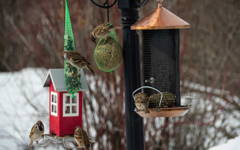 Creating A Backyard Winter Habitat For Birds And Wildlife
