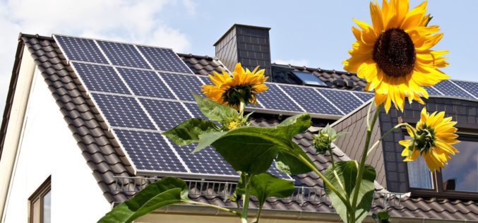 Solar Cells on Roof With Foreground Sun Flowers